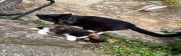 Mixed Breed cats for sale: 6 beautiful kittens for sale  - Advert 2