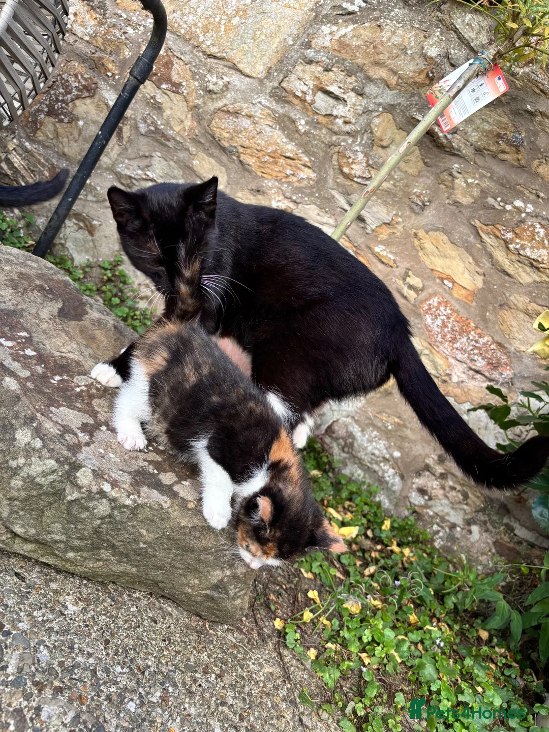 Mixed Breed cats for sale: 6 beautiful kittens for sale  - Advert 2