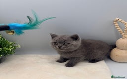 British Shorthair cats for sale: PEDIGREE REGISTERED CHUNKY BRITISH SHORTHAIRS  - Image 31