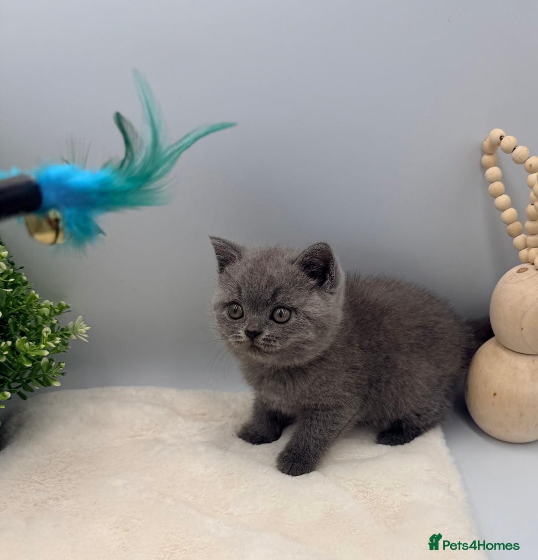 British Shorthair cats for sale: PEDIGREE REGISTERED CHUNKY BRITISH SHORTHAIRS  - Image 31
