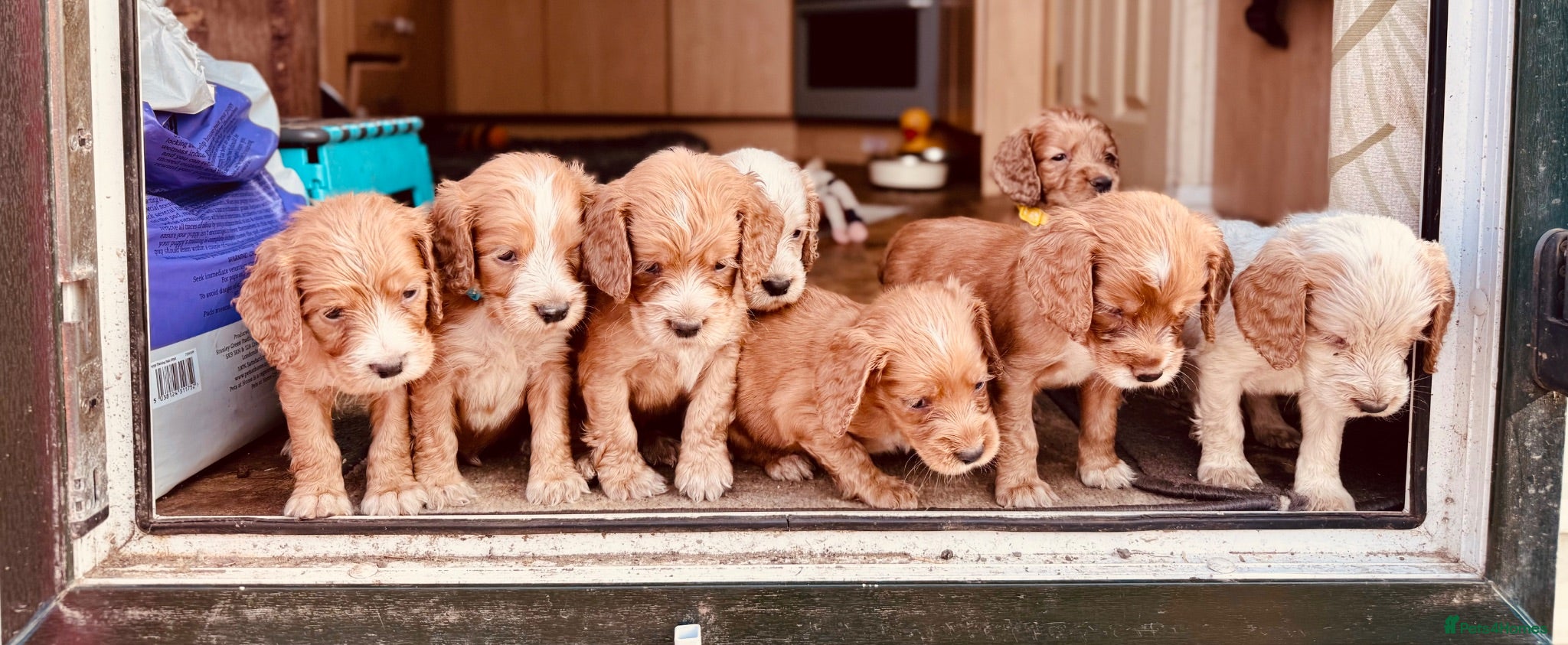 Cocker Spaniel dogs KC registered English Working Cocker Spaniels - Advert 1