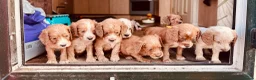 Cocker Spaniel dogs for sale: KC registered English Working Cocker Spaniels - Advert 1