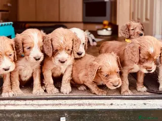 Cocker Spaniel dogs KC registered English Working Cocker Spaniels - Advert 1