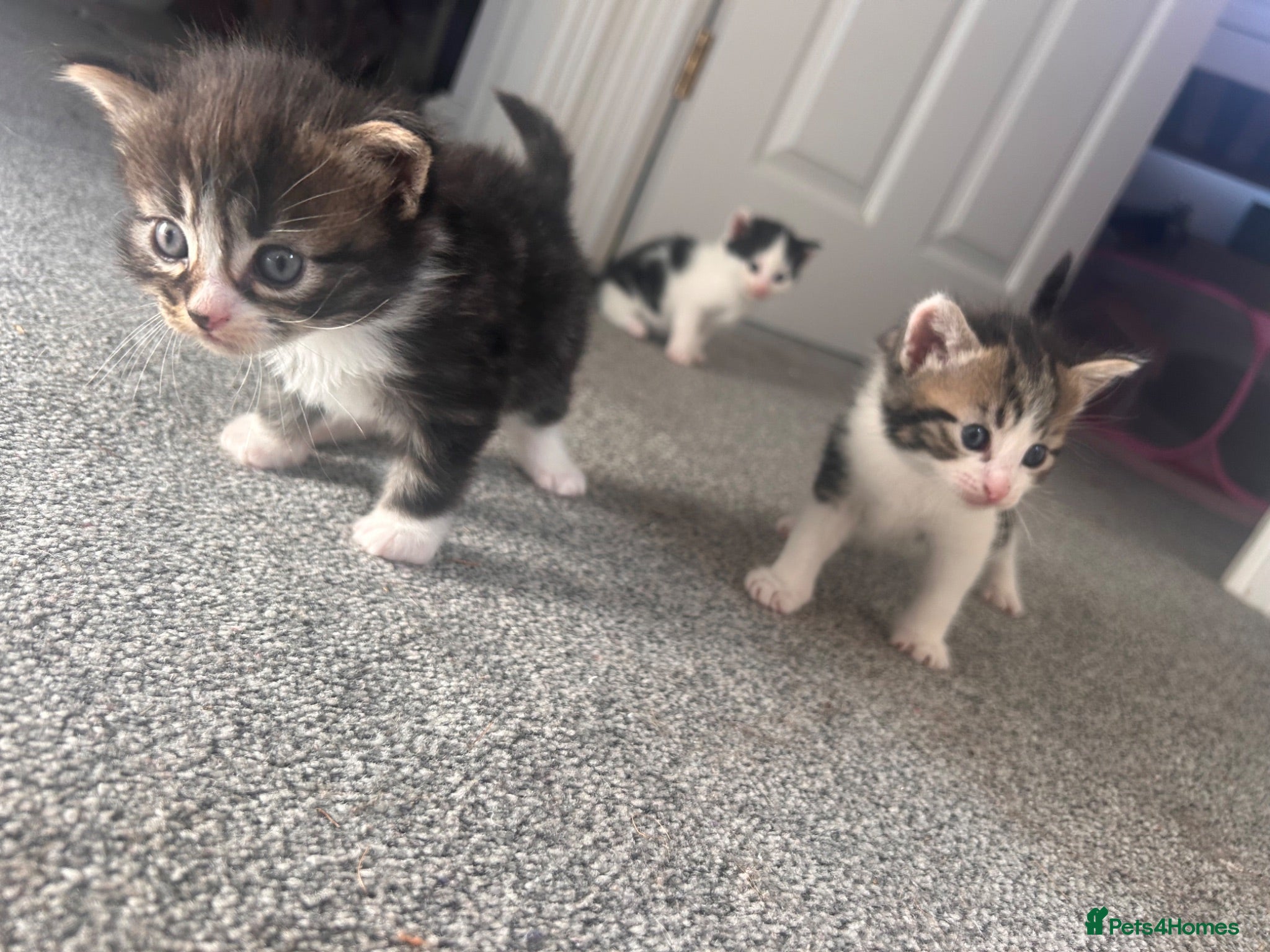 Mixed Breed cats 5 gorgeous kittens for sale - Advert 13