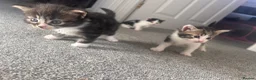 Mixed Breed cats for sale: 5 gorgeous kittens for sale - Advert 1