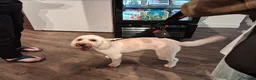 Cavapoochon dogs for sale: A Loyal Best Friend Is Waiting – Meet Tito! - Advert 3