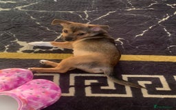 Mixed Breed dogs for sale: Terrier mix male puppy for sale - Image 4