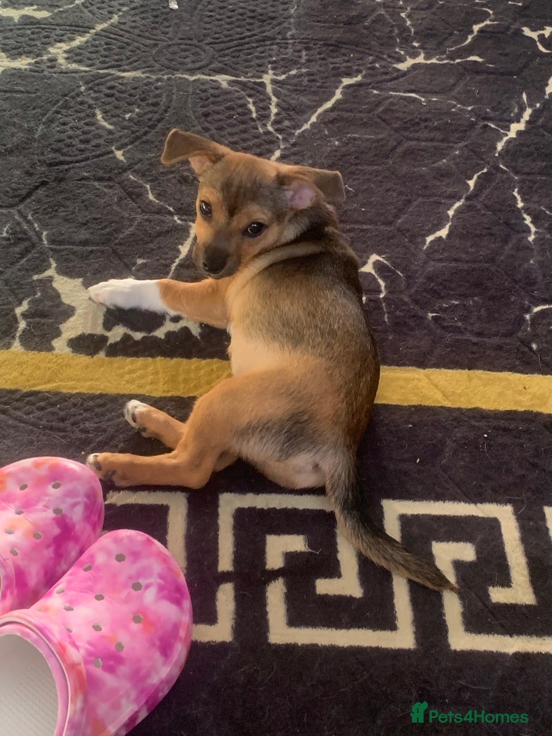 Mixed Breed dogs for sale: Terrier mix male puppy for sale - Image 4