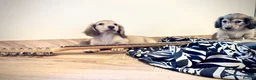 Miniature Dachshund dogs for sale: Kc reg cream miniature dachshund  - Advert 12
