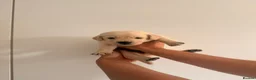 Goldador dogs for sale: Goldador Puppies - Advert 6