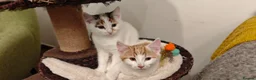 Mixed Breed cats for sale: Ginger-and-white boys and one Clico girl - Advert 31