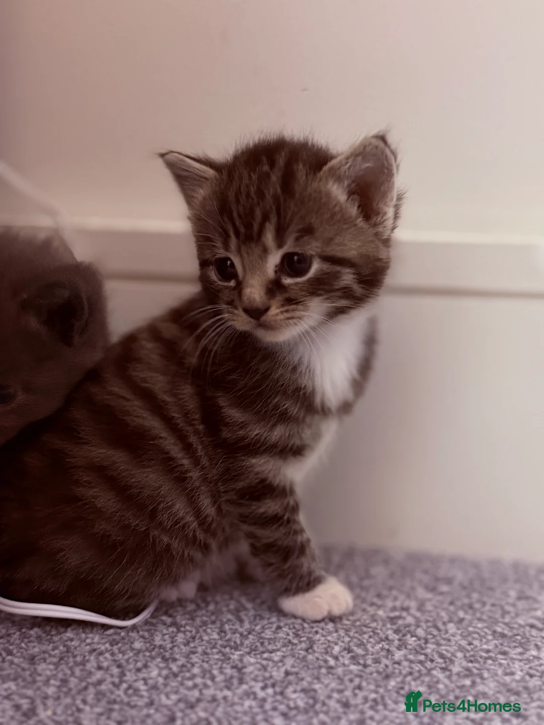 Mixed Breed cats for sale: No names yet - Advert 7