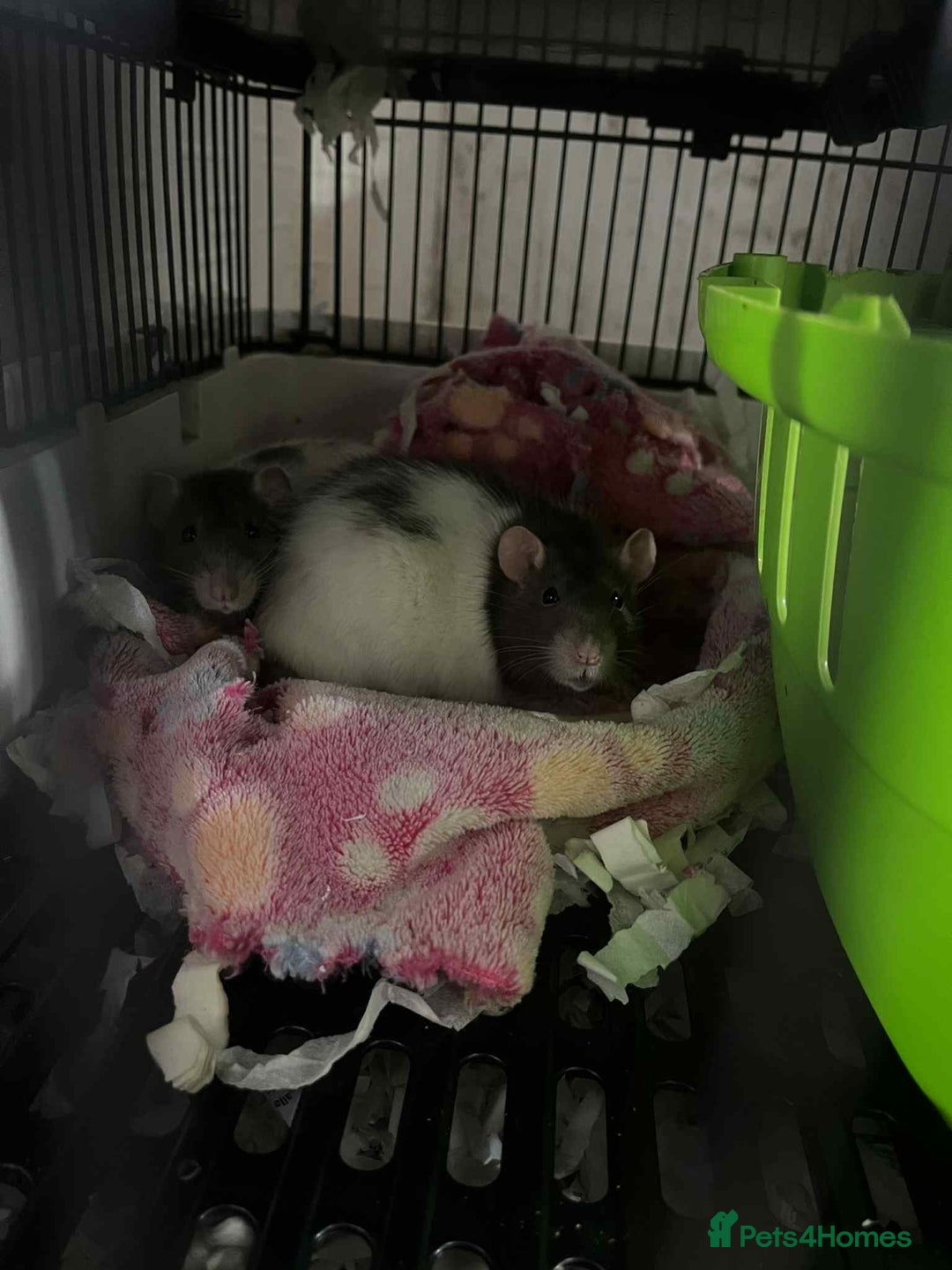 Rat rodents for sale: 2 female rats - Image 4