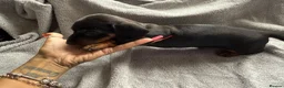 Dachshund dogs for sale: 2. Boys 1. Girl  - Advert 6