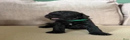Cockapoo dogs for sale:  cockapoo litter f2 in Scunthorpe - Advert 6
