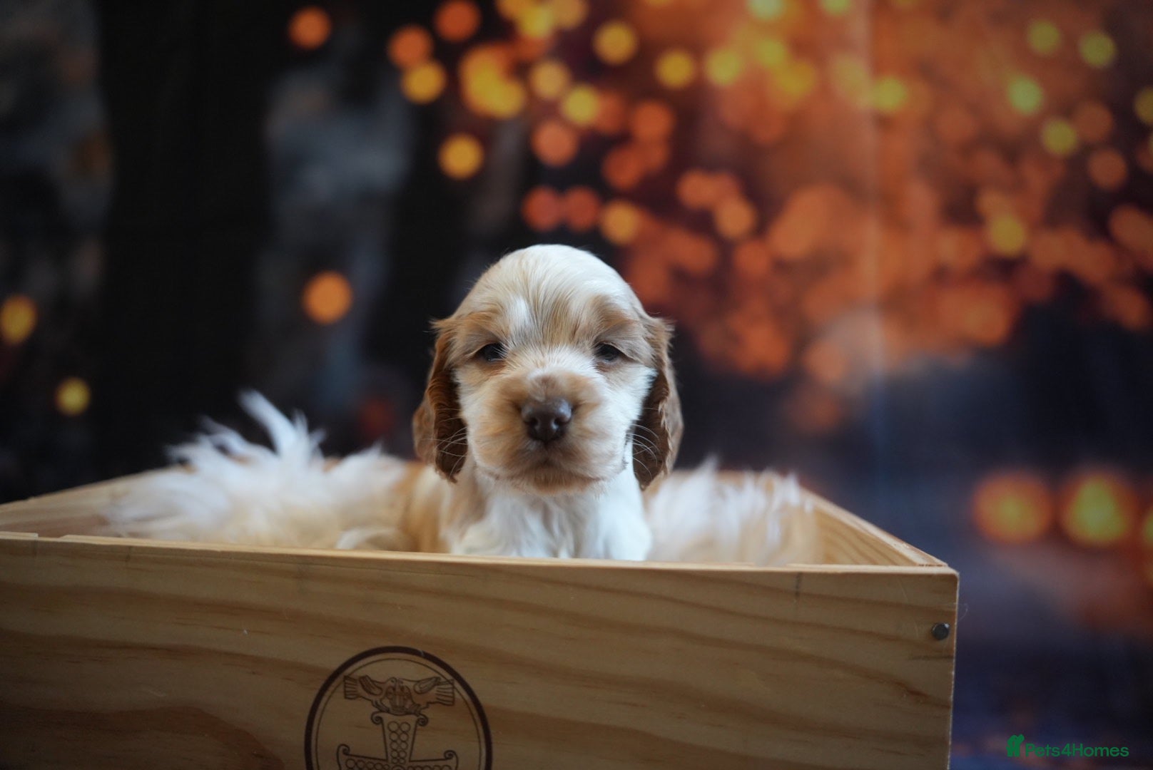 Cocker Spaniel dogs Exceptionally well health tested Kc show cockers - Advert 2