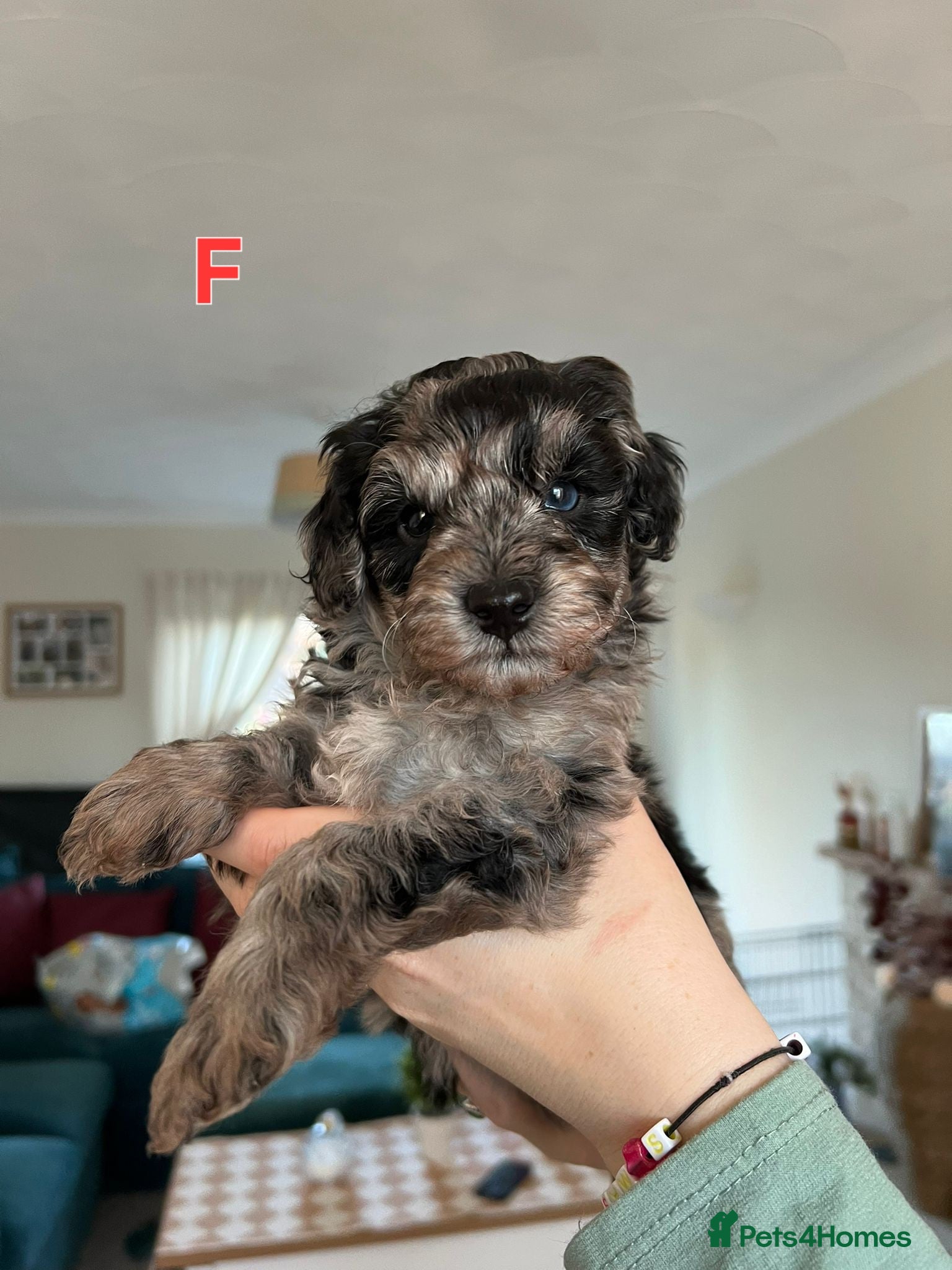 Miniature Poodle dogs Miniture poodles for sale 2 girls 2 boys - Advert 11