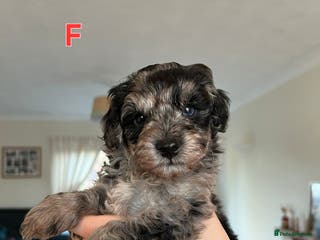 Miniature Poodle dogs Miniture poodles for sale 2 girls 2 boys - Advert 13