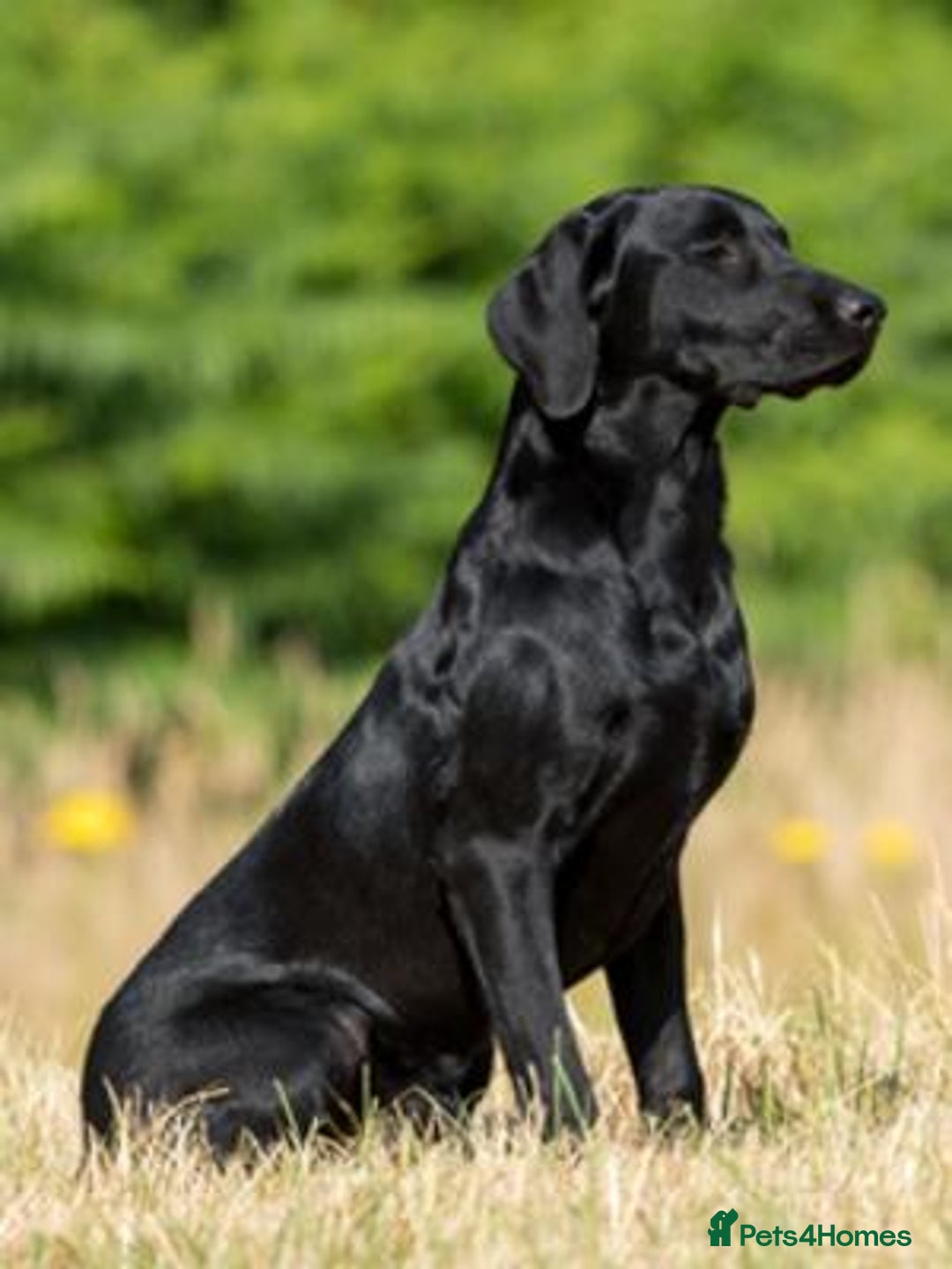 Labrador Retriever dogs for sale: Reservations open for a exceptional litter.  - Image 2