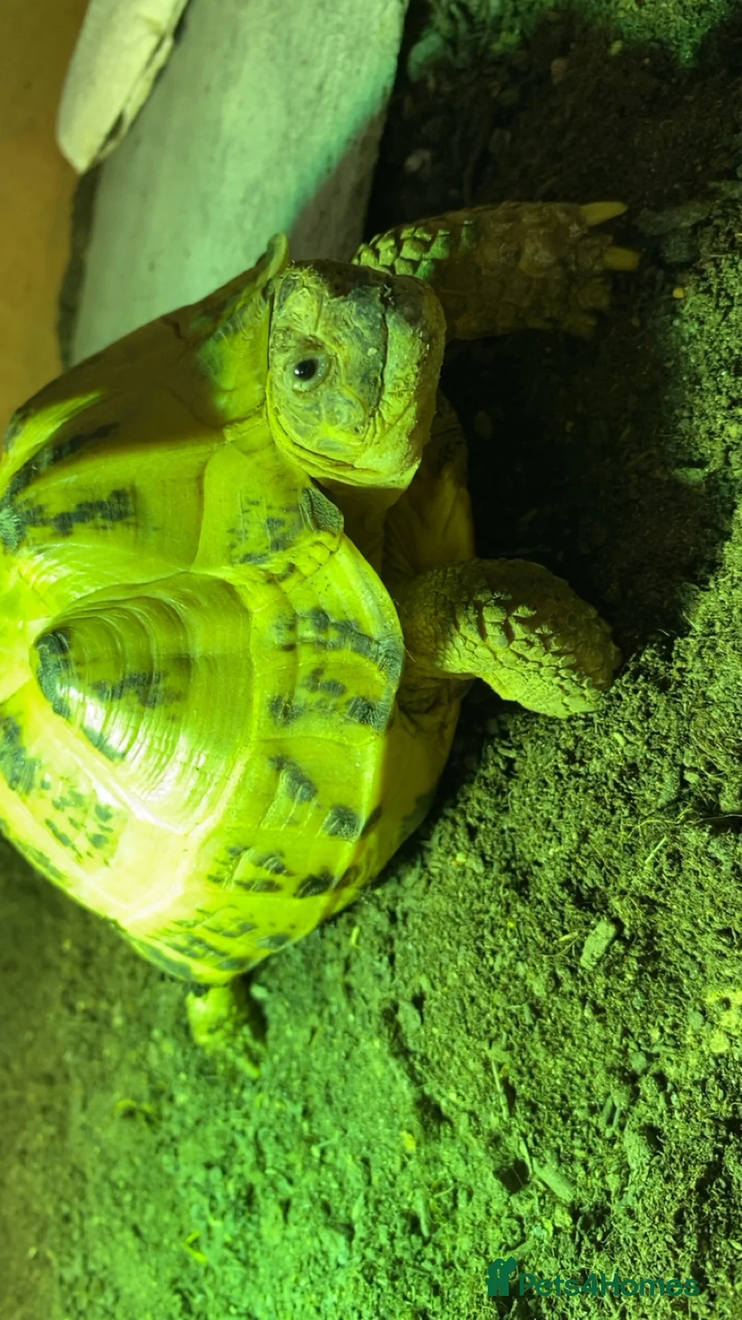 Tortoise reptiles for sale: Horse field tortoise  in Redditch - Advert 1