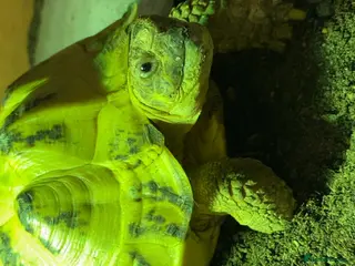 Tortoise reptiles Horse field tortoise - Advert 1