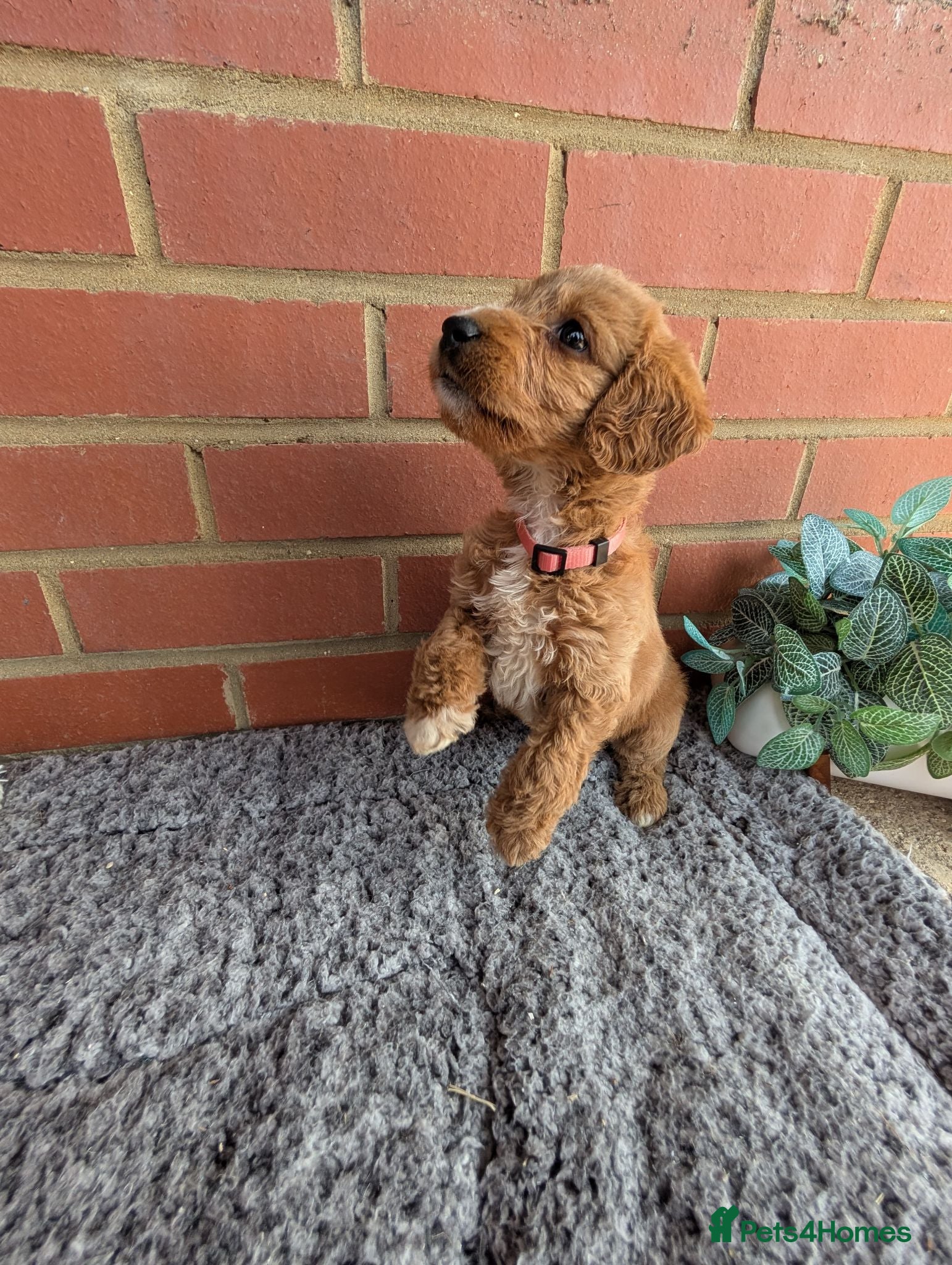 Australian Labradoodle dogs Stunning Red Australian Labradoodle puppies  - Advert 1