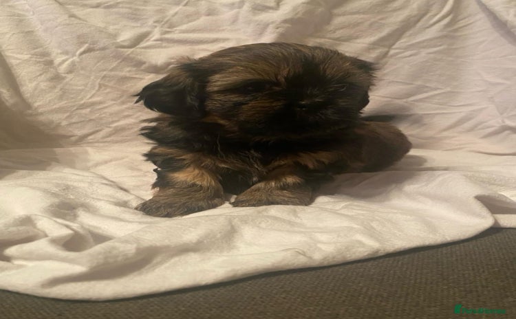 Shih Tzu dogs - Advert 12