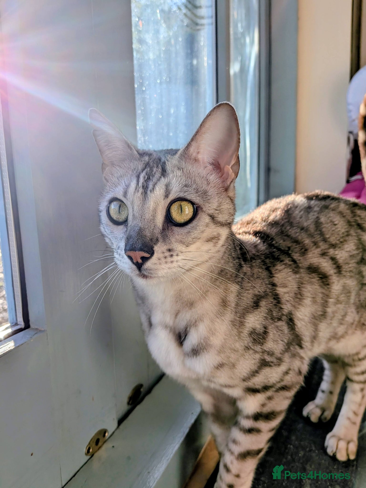 Bengal cats Silver Bengal cat looking for new rural home - Advert 1