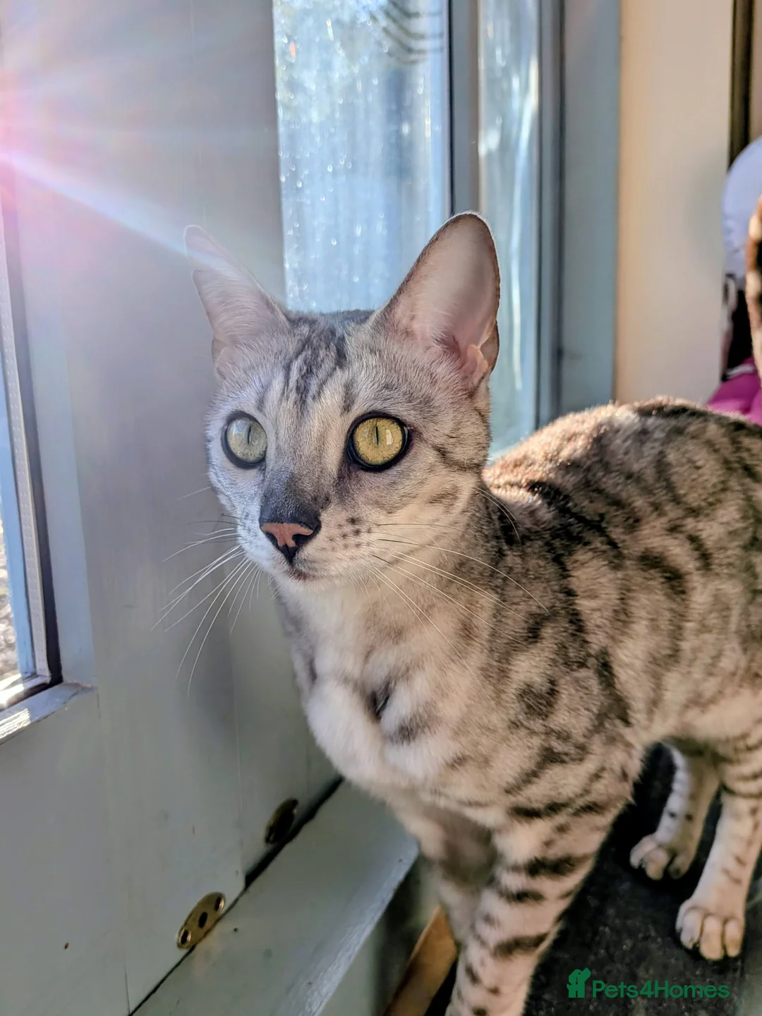 Bengal cats for sale: Silver Bengal cat looking for new rural home in Deal - Advert 1