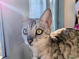 Bengal cats Silver Bengal cat looking for new rural home - Advert 2