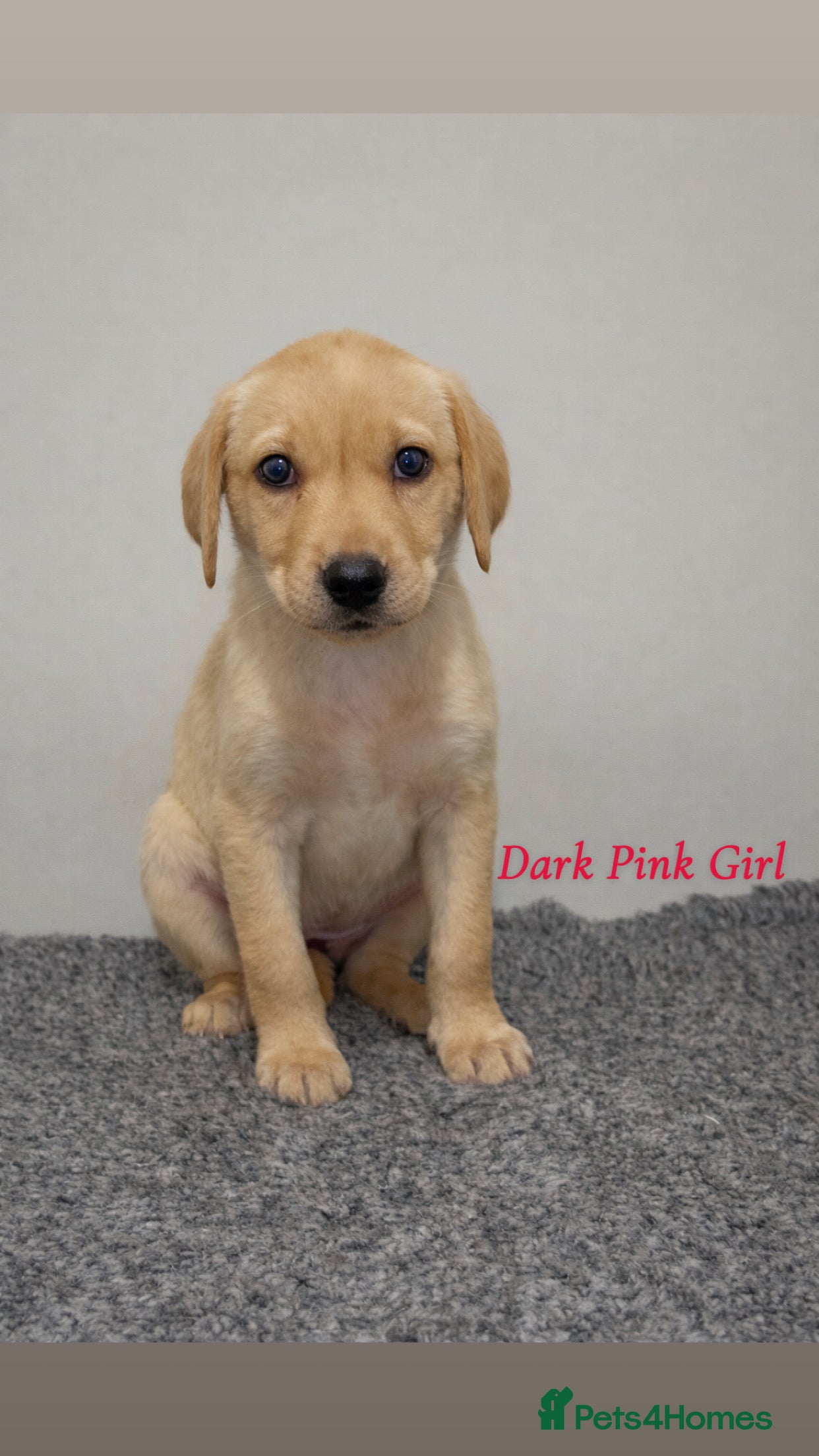 Labrador Retriever dogs 🐾 Exceptional KC Reg Labrador Puppies 🐾 - Advert 9