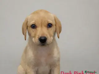 Labrador Retriever dogs 🐾 Exceptional KC Reg Labrador Puppies 🐾 - Advert 9