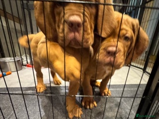 Dogue De Bordeaux dogs Excellent home bred pups - Advert 2