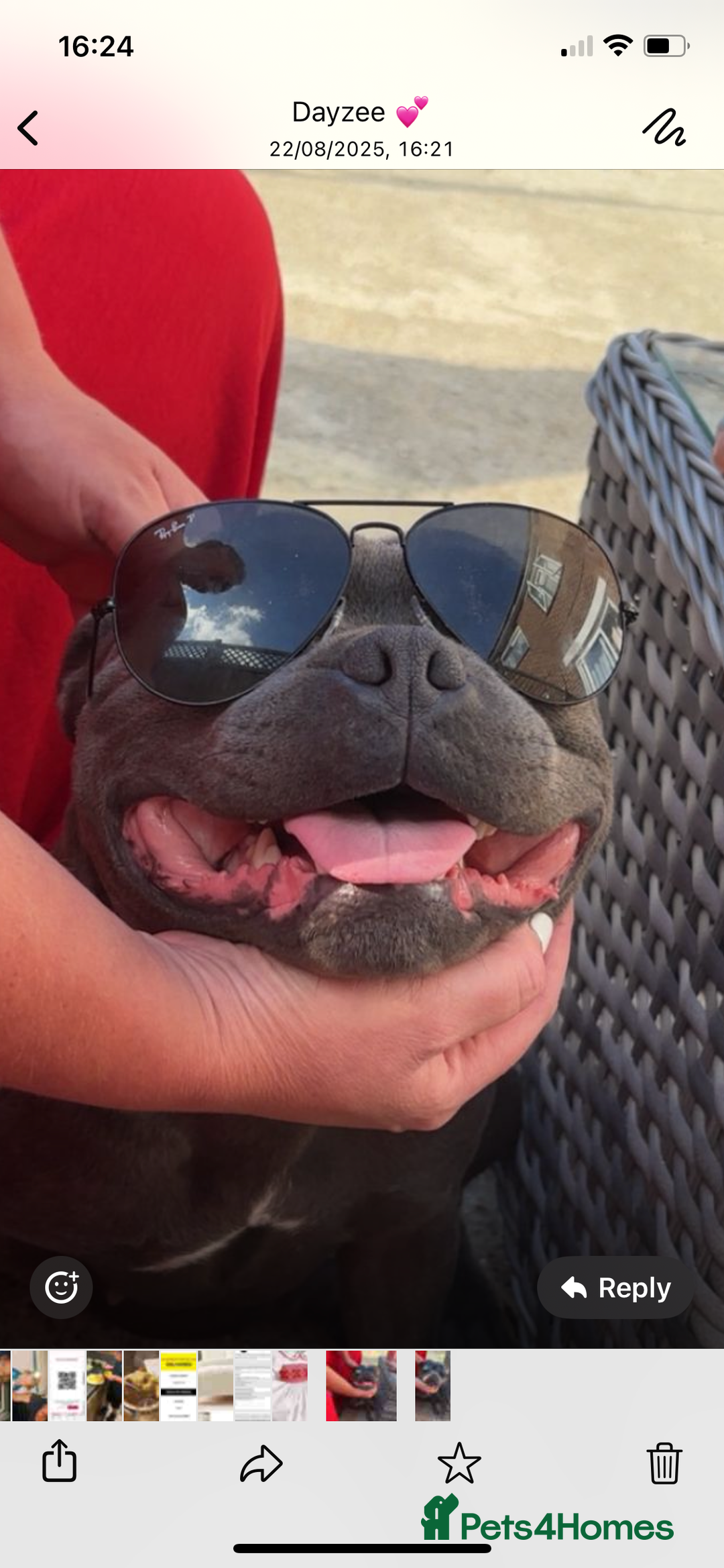 Staffordshire Bull Terrier dogs for sale: Beautiful blue staff  - Image 2