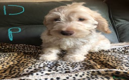Cockapoo dogs for sale: Fully vac’d Dna health tested clear Cockapoo’s  - Image 14