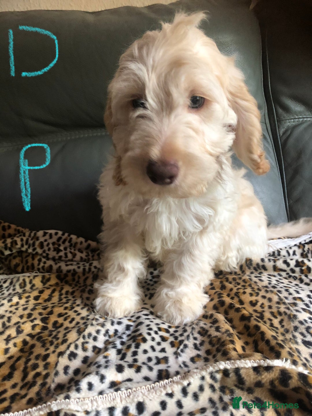 Cockapoo dogs for sale: Fully vac’d Dna health tested clear Cockapoo’s  - Image 14