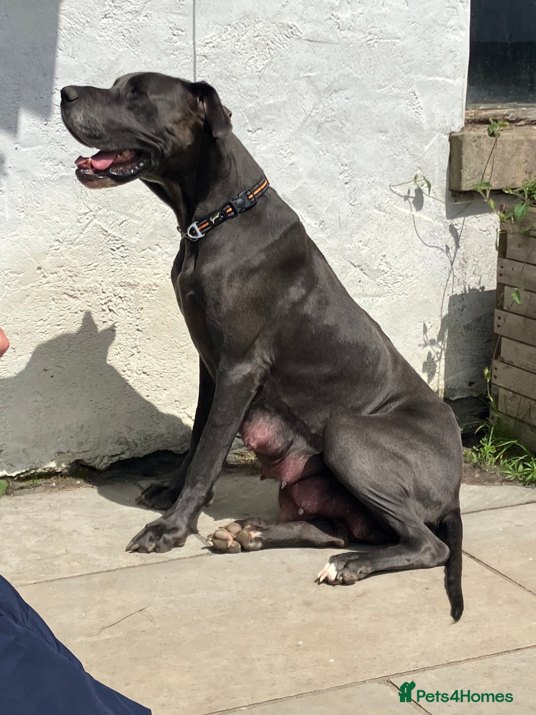Great Dane dogs for sale: READY NOW! BLUE Kc reg Great Danes - Advert 10