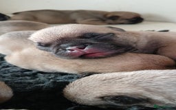French Bulldog dogs for sale: Standard KC french bulldog litter.  - Image 11