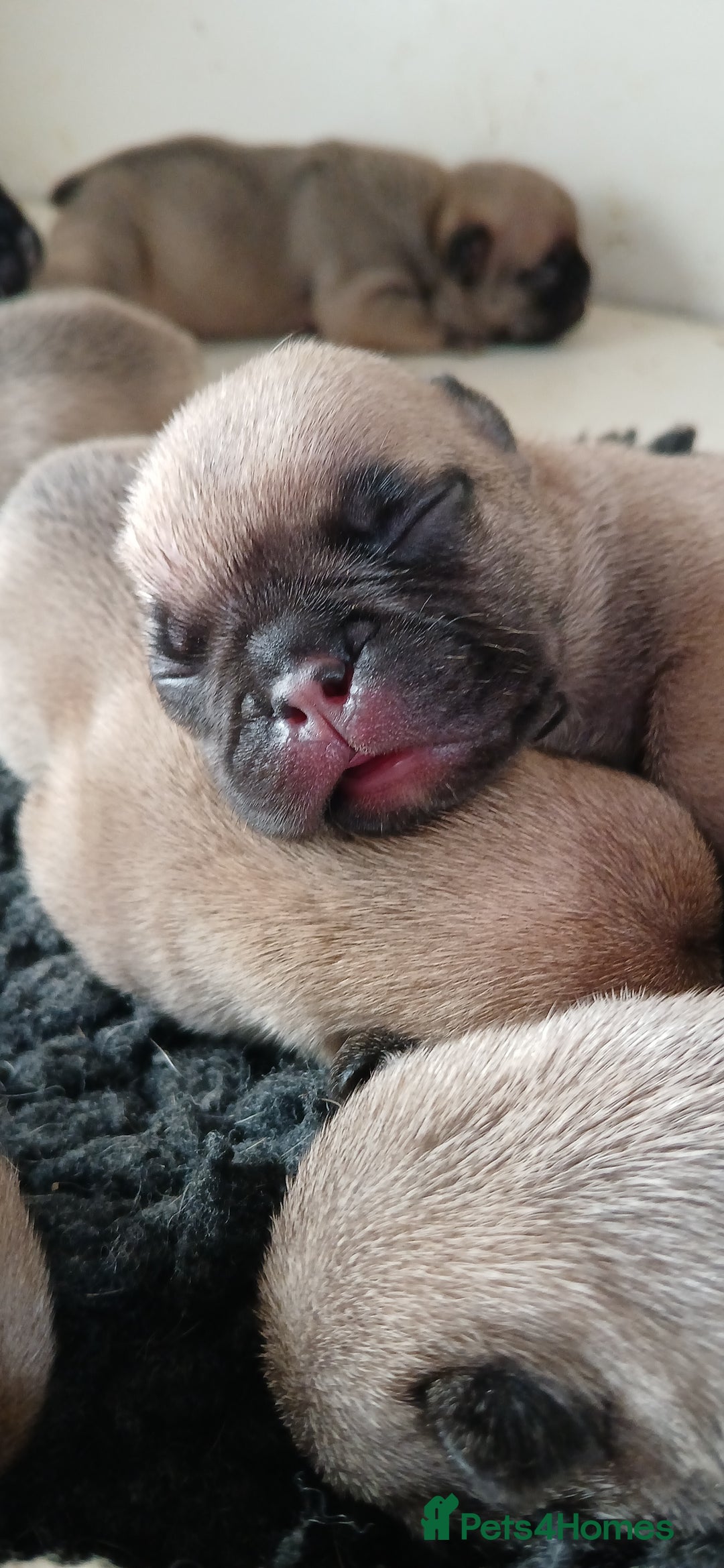 French Bulldog dogs for sale: Standard KC french bulldog litter.  - Image 11