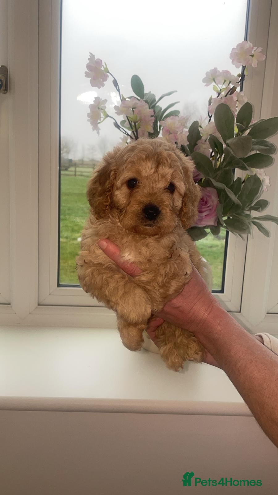 Cavapoochon dogs Stunning pups  - Advert 1