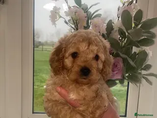 Cavapoochon dogs Stunning pups - Advert 7