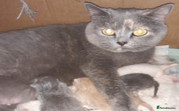 British Shorthair cats for sale: ♥️ Fun Loving British Shorthair Kittens♥️ - Image 29