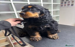 Cocker Spaniel dogs for sale: Sadly back available stunning show boy - Image 1