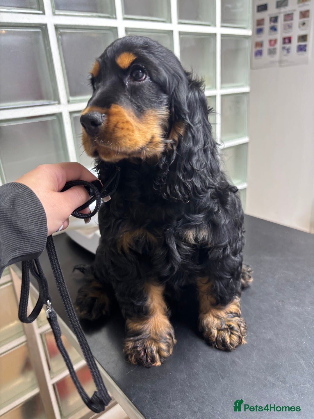 Cocker Spaniel dogs for sale: Sadly back available stunning show boy - Image 1