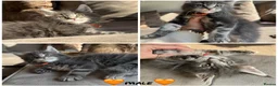 Maine Coon cats for sale: Maine coon TICA reg - Advert 9