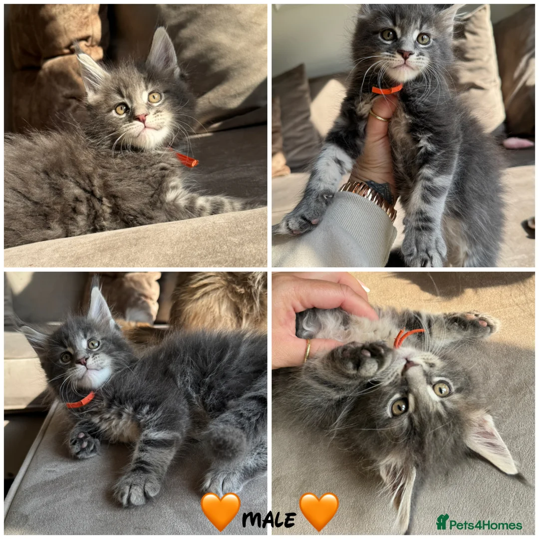 Maine Coon cats for sale: Maine coon TICA reg - Advert 9