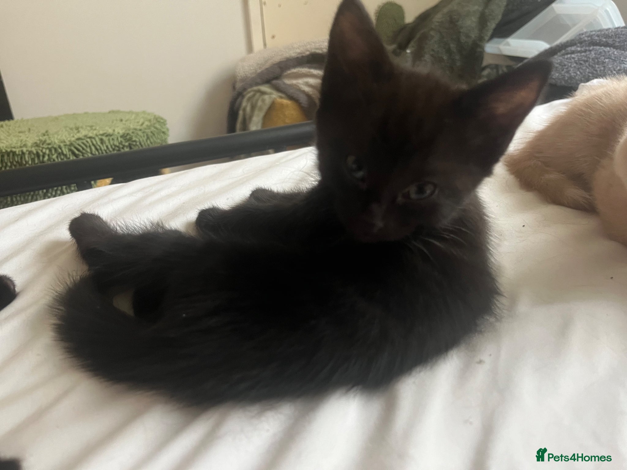 Mixed Breed cats 4 black kittens; ready now.  - Advert 2