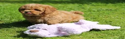 Cavachon dogs for sale: 5 ⭐️Gorgeous F1 Fox Red boy Cavapoochon. - Advert 19