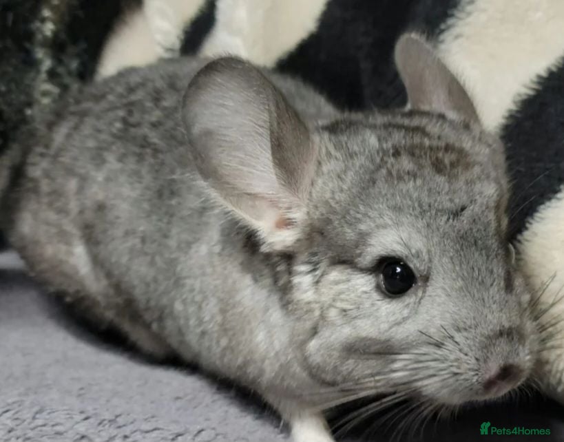 Chinchilla rodents One grey baby male for sale - Advert 11