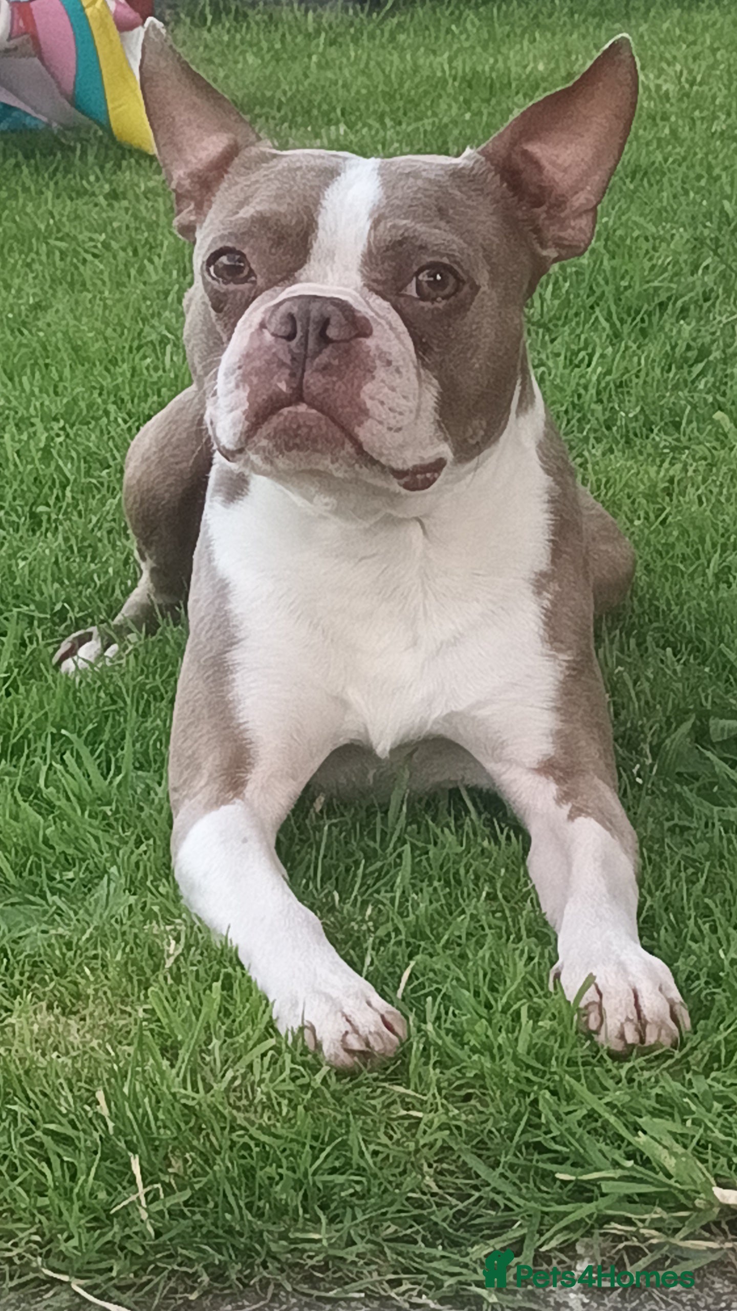 Boston Terrier dogs Beautiful  champagne Boston terrier stud(proven) in Houghton le Spring - Advert 2